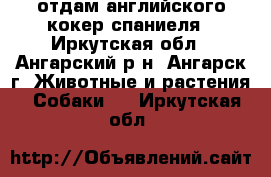 отдам английского кокер спаниеля - Иркутская обл., Ангарский р-н, Ангарск г. Животные и растения » Собаки   . Иркутская обл.